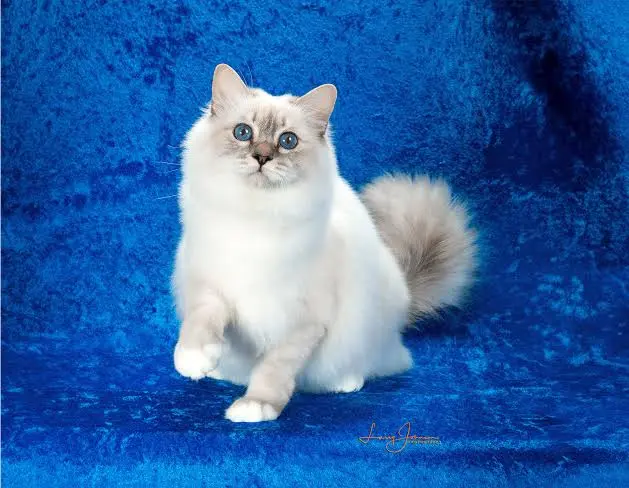 Birman Cat