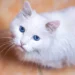 white cat breeds