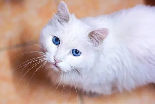 white cat breeds