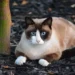snowshoe cat