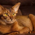 Abyssinian Cat: Complete Guide to Personality, Care, Price & More