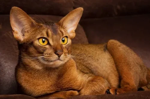 Abyssinian Cat