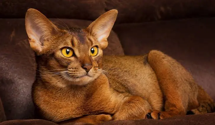 Abyssinian Cat