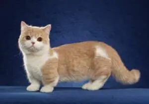 donskoy cat