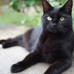 Bombay Cat: Complete Guide to Personality, Care, Price & More