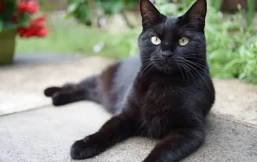 Bombay Cat