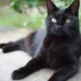 Bombay Cat