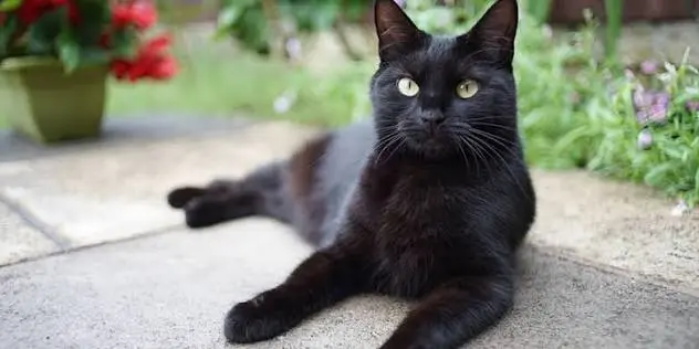Bombay Cat