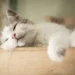 fluffy cat breeds