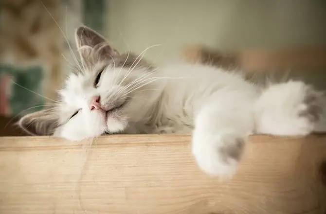 fluffy cat breeds