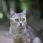 Burmilla Cat: Complete Guide to Personality, Care, Price & More