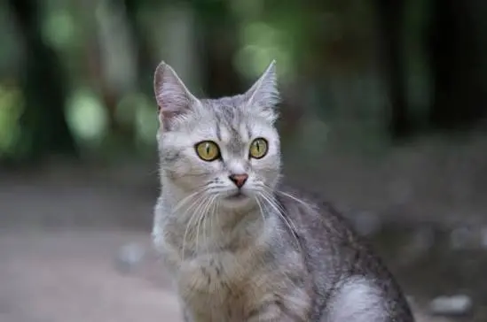 Burmilla Cat