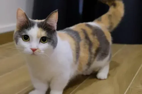 Munchkin Cat