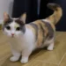 Munchkin Cat