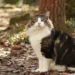 large cat breeds