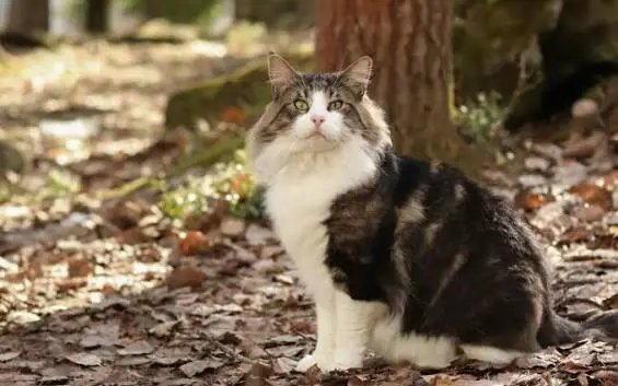 large cat breeds