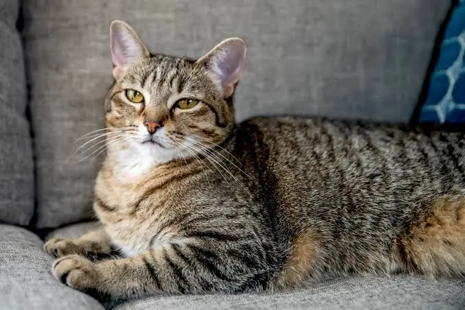 tom cat breed