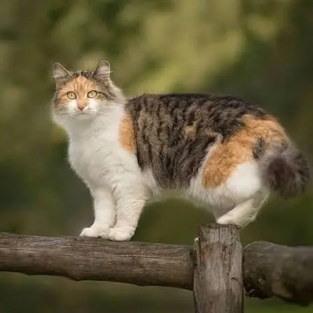 torbie cat