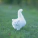 albino cat