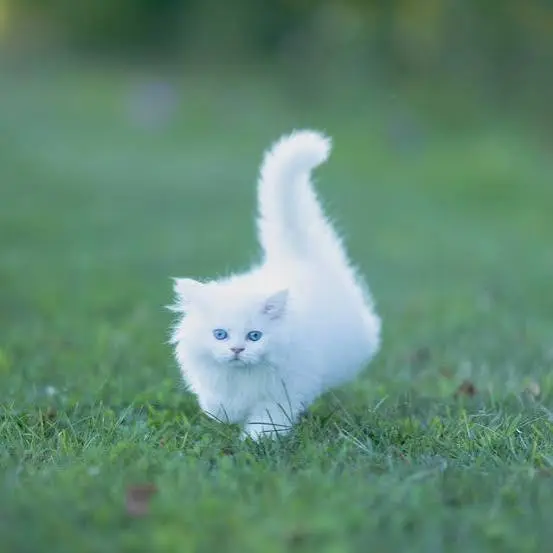 albino cat