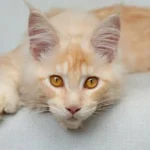 Male Cat Names: 300+ Cute, Cool & Unique Boy Cat Name Ideas