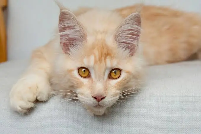 male cat names