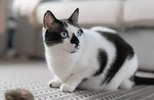black and white cat