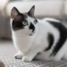 black and white cat