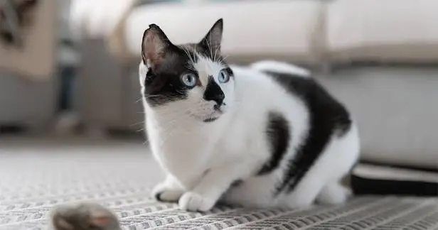 black and white cat