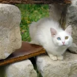 Turkish Van Cat: Complete Guide to Personality, Care, Price & More