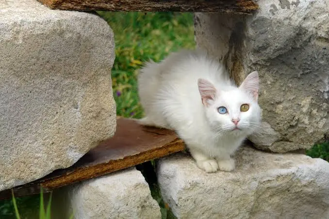 Turkish Van Cat