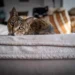 ashera cat