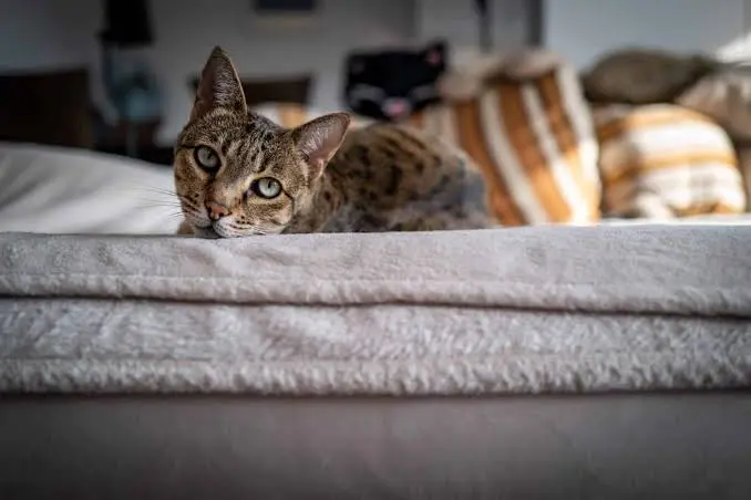 ashera cat