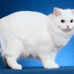 Cymric Cat: Complete Guide to Personality, Care, Size & More