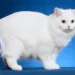 Cymric Cat