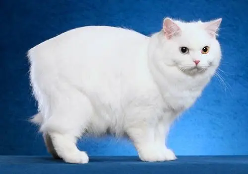 Cymric Cat