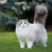 cute cat breeds