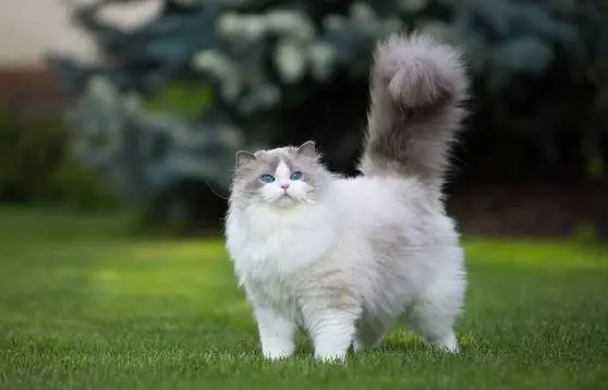 cute cat breeds