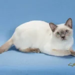 Tonkinese Cat: Complete Guide to Personality, Care, Price & More