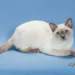 Tonkinese Cat