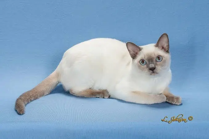 Tonkinese Cat