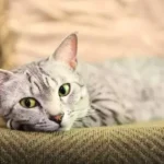Egyptian Mau: Complete Guide to Personality, Care, Price & More