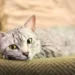 Egyptian Mau