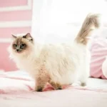Most Expensive Cat: 20 Luxury Cat Breeds Ranked by Price