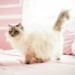 most expensive cat