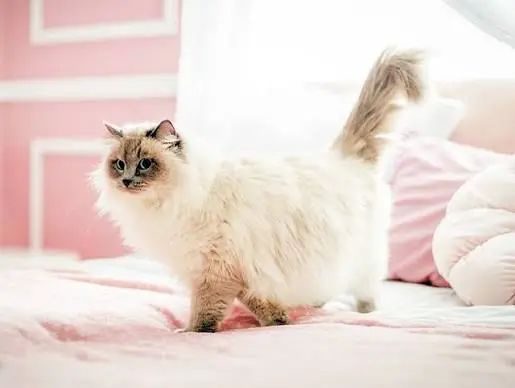 most expensive cat