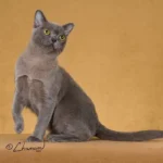 Burmese Cat: Complete Guide to Personality, Care, Price & More