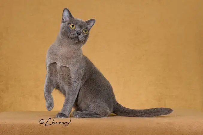 Burmese Cat