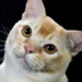 Balinese Cat