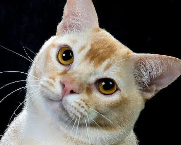 Balinese Cat
